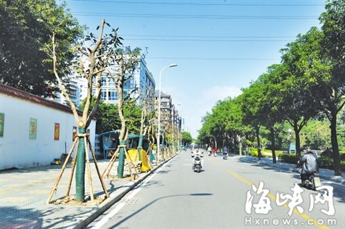 公益路百米人行道补种上芒果树 &nbsp;