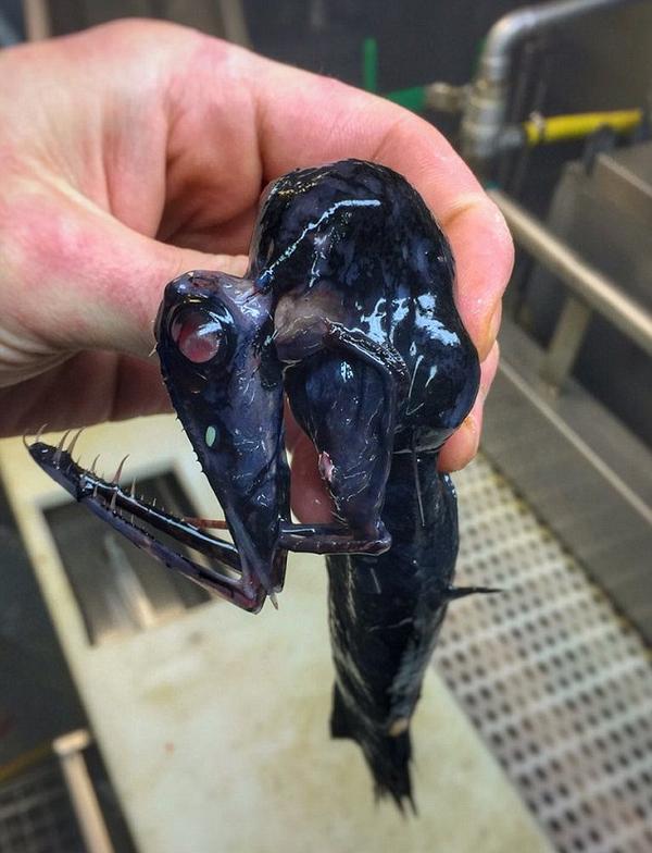 俄罗斯渔夫痴迷收集深海鱼 外形诡异令人惊悚！