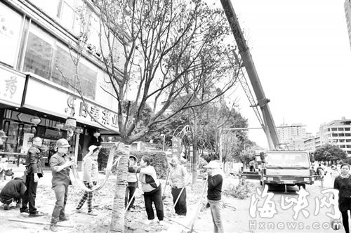 个别工程太粗放 福州新种大树频频枯死