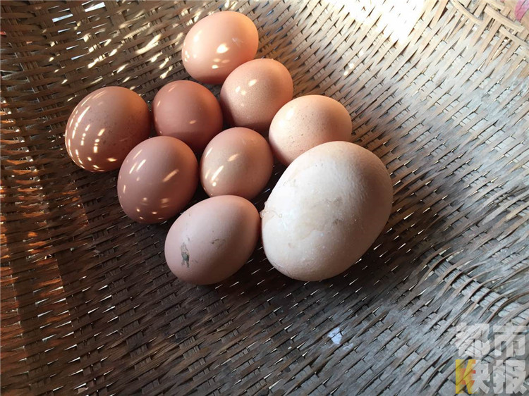 罕见！母鸡产出“巨型蛋” 敲开一看惊呆了(图)