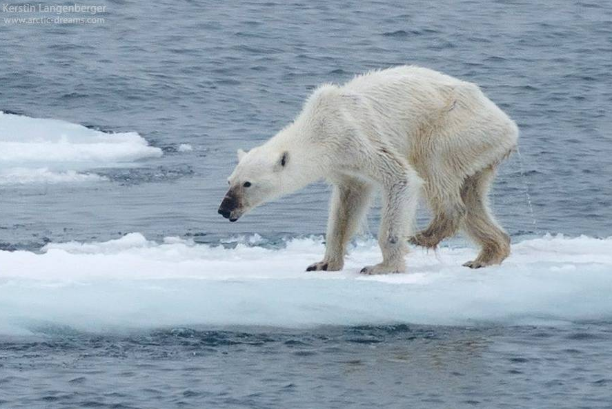 所幸，如今，距这组照片拍摄过去近两个月，巴特岛已经迎来了冰雪，在经历了漫长的等待之后，北极熊们终于得以回归到冰雪世界。