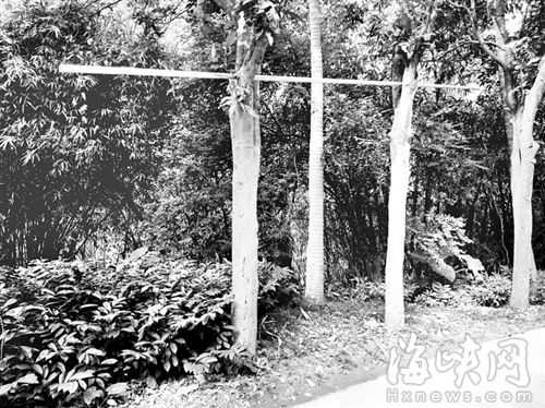 “福道”行道树被架钢管用来锻炼 市民担心树木遭损坏
