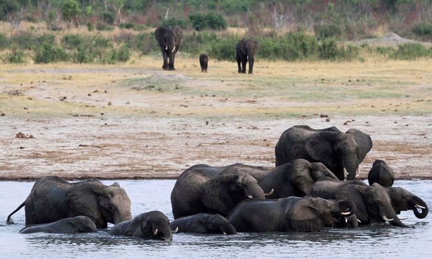 津巴布韦卖35头大象偿还欠中国的债 媒体：合法但却不道德