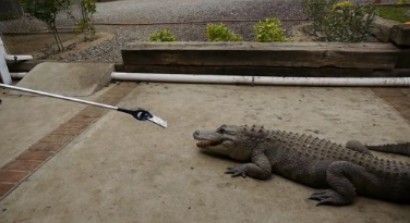 科技博主用鳄鱼测iPhone7的坚固性 视频快速传播
