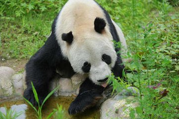 世界最高龄雄性大熊猫“盼盼”离世