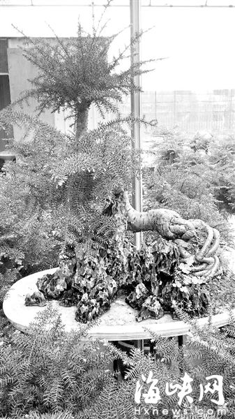 福州年宵花市场逐渐升温 小盆栽价低受宠