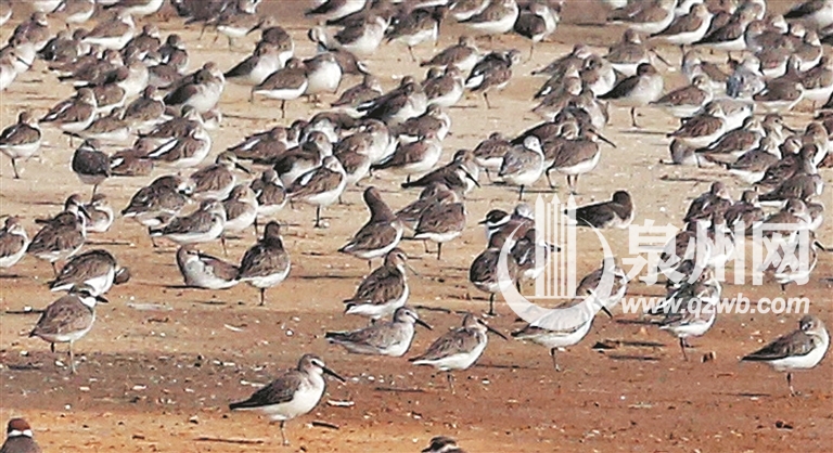 泉州湾湿地万羽齐飞候鸟密集度创新纪录
