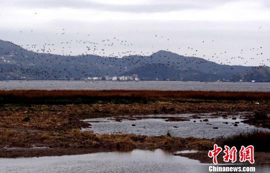“清新福建”立法保护湿地 5万候鸟为绿水青山代言