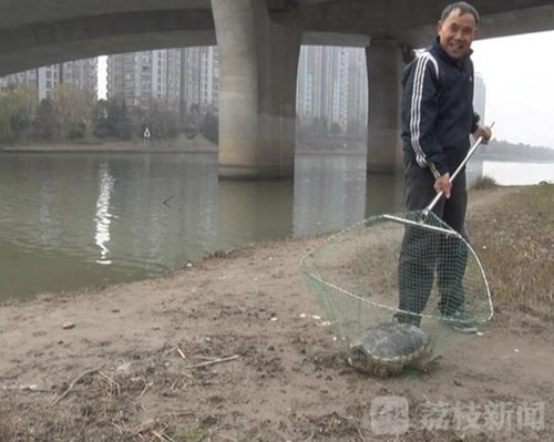 南京市民捕20斤重巴西鳄龟 不放生选择吃掉