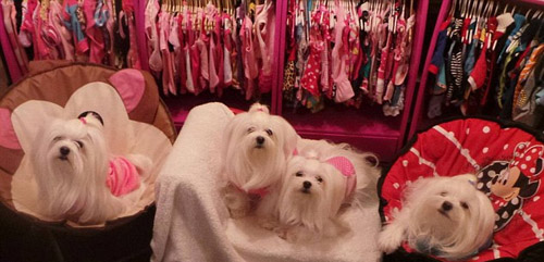 英国苏格兰女子花费数万元 为7只宠物狗买衣服