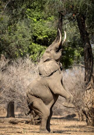 非洲大象瑜伽体式花式吃树叶 身姿妖娆也是醉了