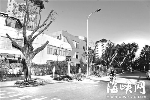 福州尤溪洲大桥改造 将移近百棵大树