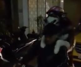 越南“汪星人”戴头盔乘摩托车开心兴奋