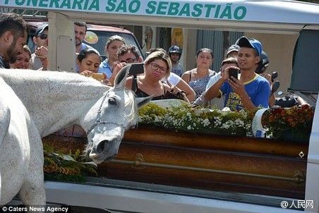 动物也深情！巴西白马出席主人葬礼哀鸣不止