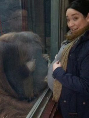 英国准妈妈逛动物园 隔空接受猩猩亲吻感动落泪
