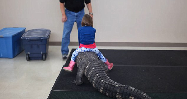 震撼！美小女孩骑2米长鳄鱼庆生 父母一旁拍视频