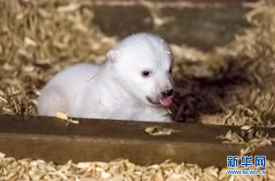 柏林动物园发布新诞生北极熊宝宝照片 呆萌可爱