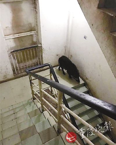 野猪闯大学被击毙 重庆交通大学惊现野猪 二师兄被警察带走了