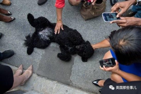 奥巴马的“白宫第一狗”卸任前咬伤做客女孩