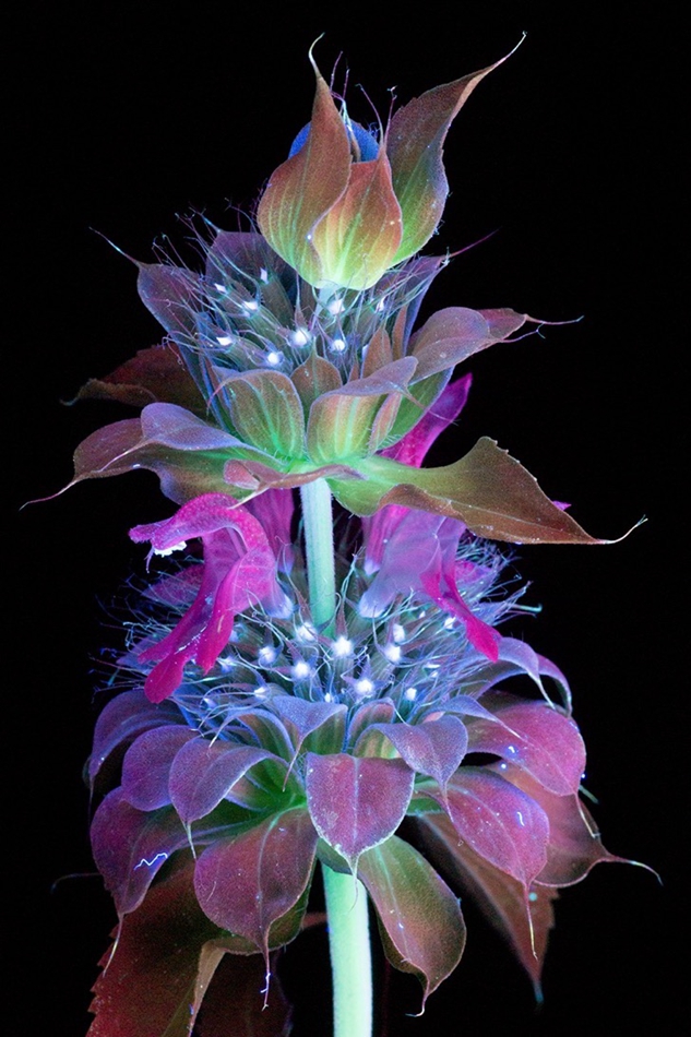 美国摄影家布罗斯用特殊技术拍出荧光花朵 似暗夜中的烟火