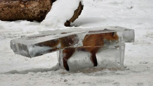 德国一狐狸掉进河里 结果冻成“冰雕”