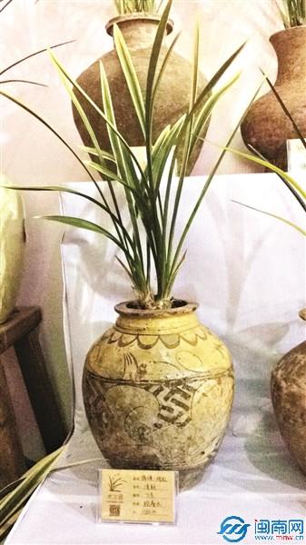 千年陶罐养兰花 泉州晋江迎春花市开启