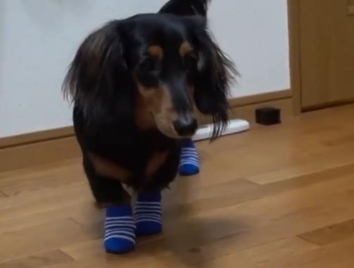 日本小哥给自家狗狗穿袜子 画面太逗了！