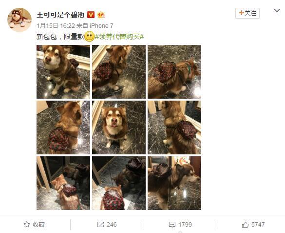 王思聪给爱犬买了只限量版LV包 网友看照：一万四一只