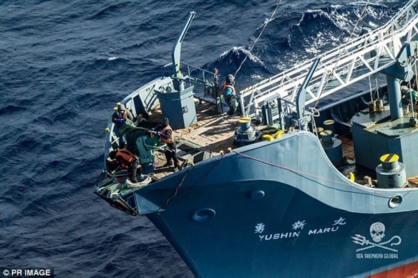 日本船员在南极偷猎鲸鱼被拍：国际法庭明令禁止