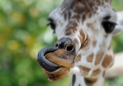 脑洞大开！肯尼亚游客以嘴喂食遭长颈鹿“强吻”