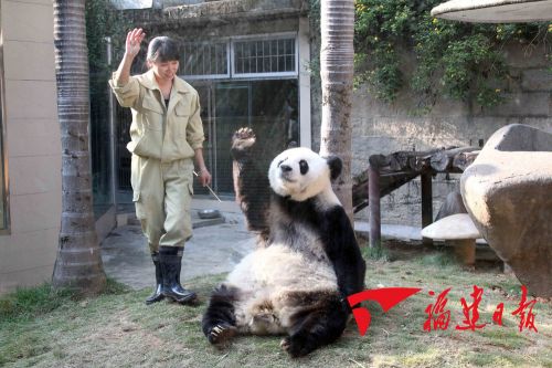 大熊猫巴斯将参加亚运会互动