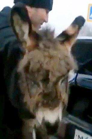 俄罗斯男子携宠物驴乘车遭拒 将其塞轿车后备箱
