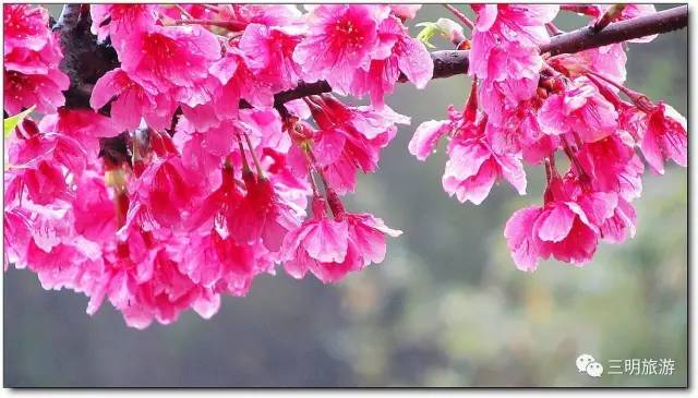 三明将乐这片100多亩的山樱花竞相开放