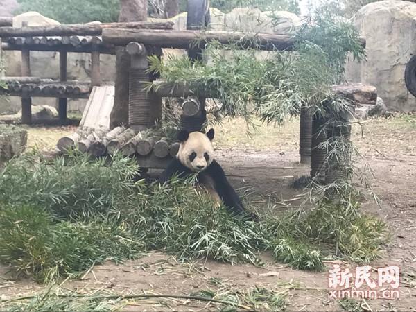 大熊猫母女帼帼和花生离世 遗体被封冻保存