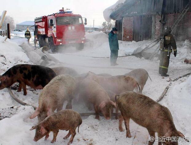 大火肆虐俄养猪场 消防员救出近150头“二师兄”