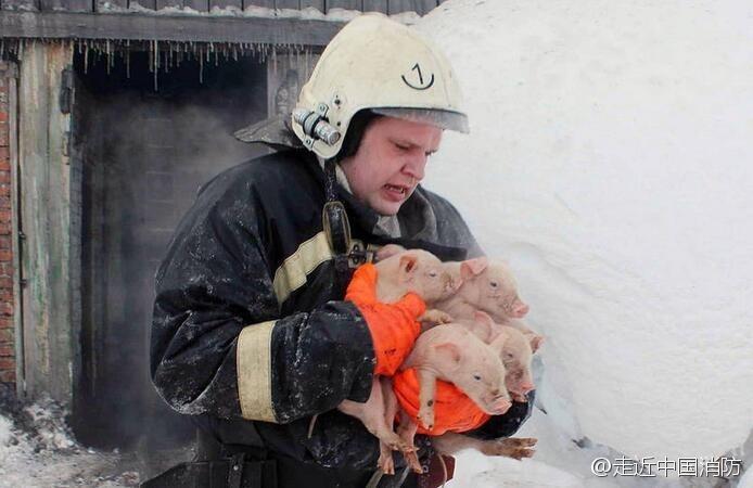 大火肆虐俄养猪场 消防员救出近150头“二师兄”
