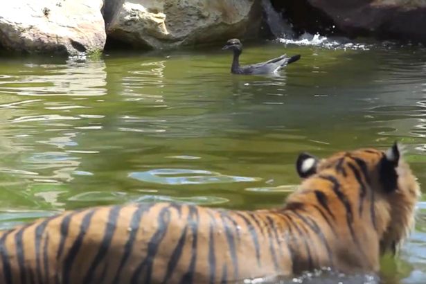 澳大利亚动物园鸭子胆敢与老虎玩“猫捉老鼠”