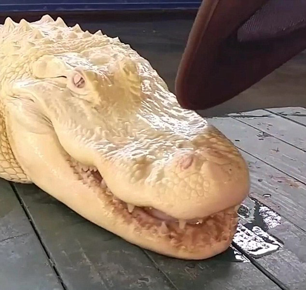 美国公园一白化鳄鱼引关注 白色皮肤粉红眼睛