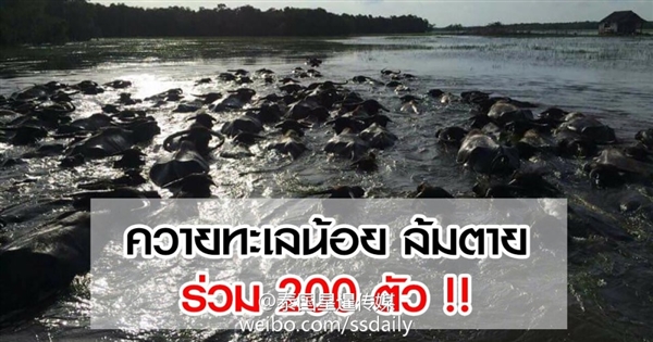 惨！泰国水灾200多头水牛被淹死