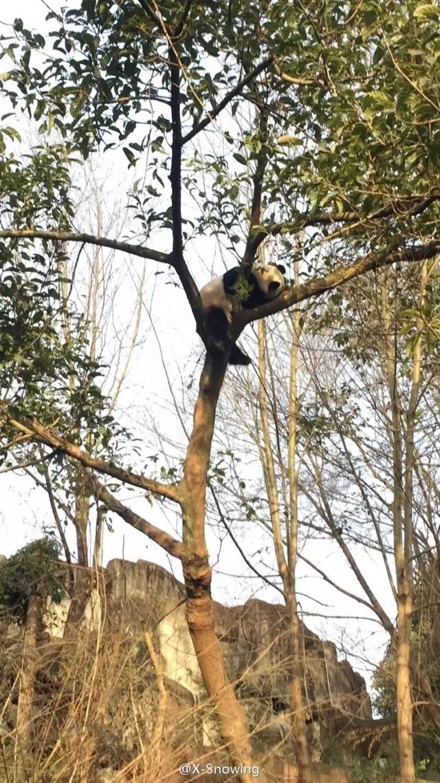 这只属猴的熊猫火了：喝最烈的酒，爬最高的树！
