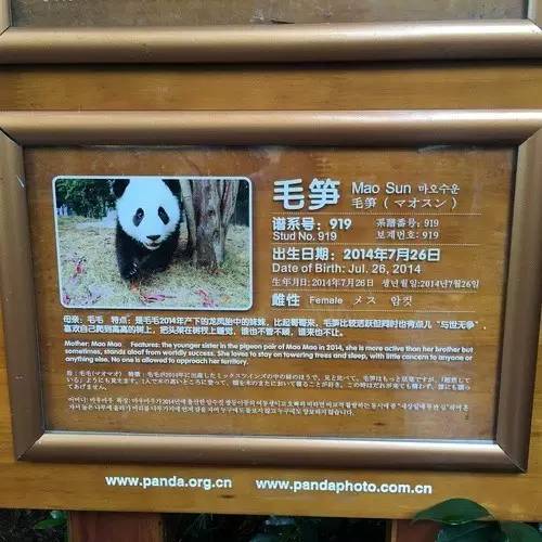 这是毛笋的成名照，上个月，新生熊猫宝宝集体亮相，毛笋抢镜上了“头条”！