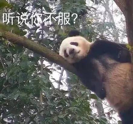 @ 啾音:毛笋突然好火了。想起去熊猫园的时候见到了啊，木排上躺着三只懒熊猫（图1），一抬头树上还挂着一个（图2）…不是旁边的人说根本看不到啊…