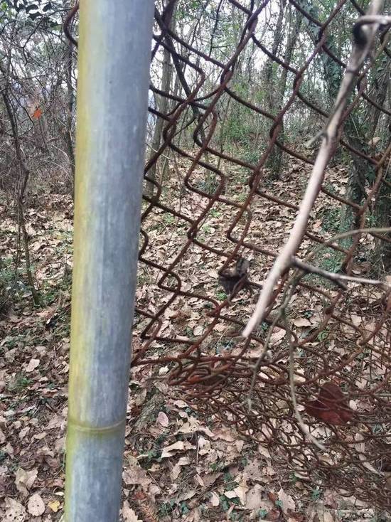 老虎咬人事件知情者称 被虎咬男子曾看到警示牌