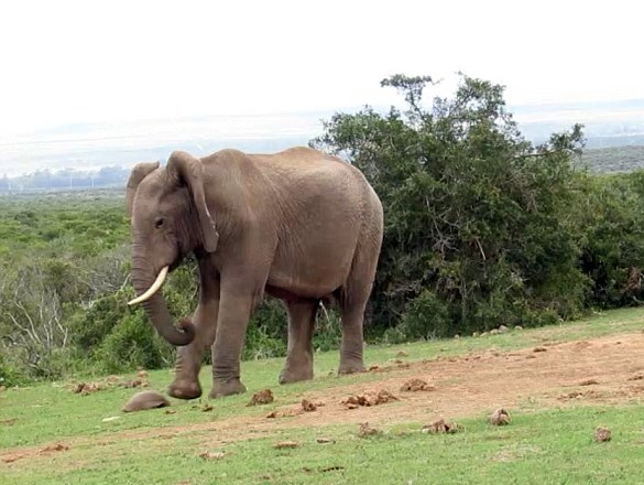 南非一大象屡次用脚踢乌龟助力其爬行 笑爆游客
