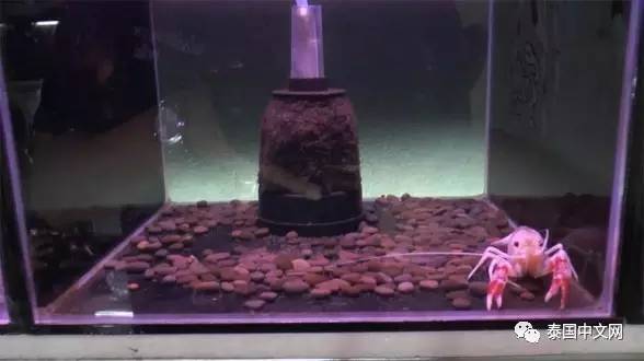 泰国最高身价的斑点“小龙虾” 土豪花20万买它！