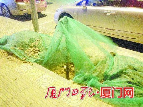 厦门鼓楼路一树坑“蒙住脸” 路人“怕被坑”