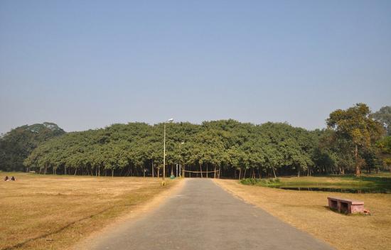 印度一榕树＂独木成林＂ 有250年历史树冠直径达411米