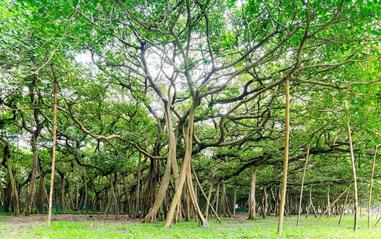 印度一榕树＂独木成林＂ 有250年历史树冠直径达411米