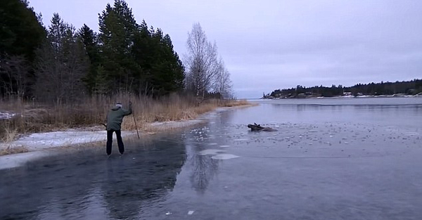 暖心！瑞典3名滑冰爱好者合力破冰 救助被困驼鹿