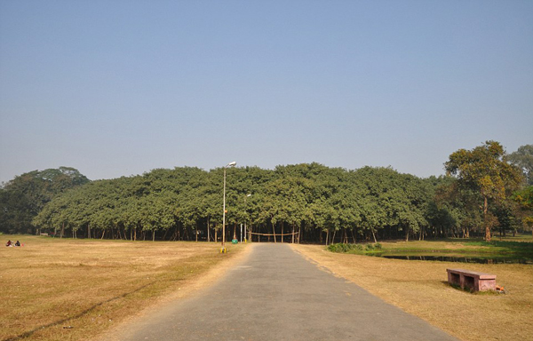 罕见！印度一棵榕树“独木成林” 树冠直径411米